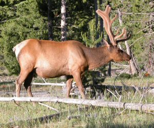 Elk in Yellowstone